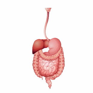 肠道动画图图片 肠道动画图素材 肠道动画图模板免费下载 六图网