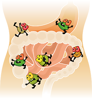 肠道里的细菌们
