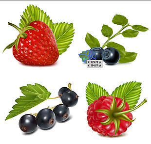 水果素材高清矢量