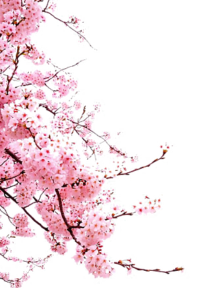 花设计素材 png 透明 素材