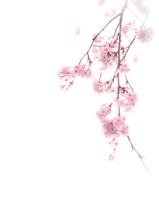 花 设计素材 png 透明 素材