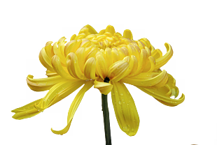 黄菊
