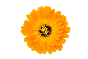 金盏花
