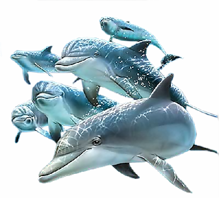 海豚