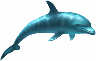 海豚