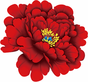 牡丹花