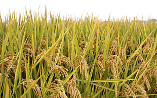 秋天待收获的即将成熟的稻谷