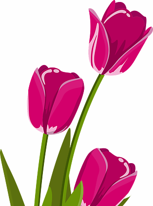 花 郁金香 春天 粉红