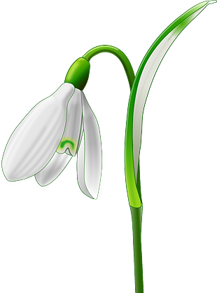 植物 百合 水仙