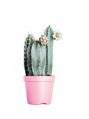 植物