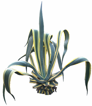 植物