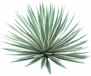 植物