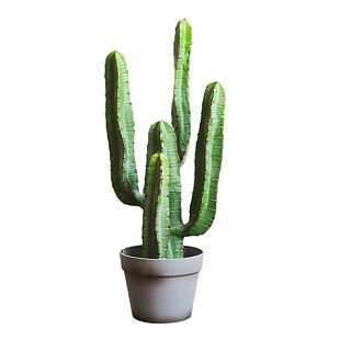 植物