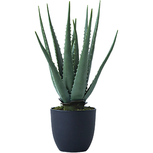 植物
