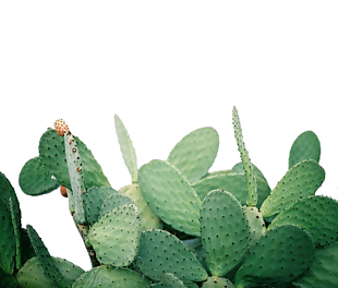 植物