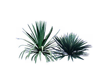 植物