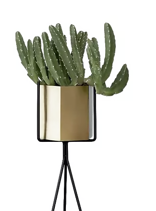 植物