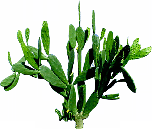 植物