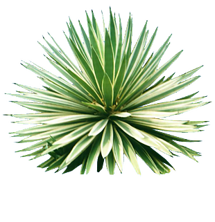 植物