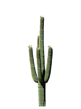 植物