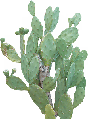 植物
