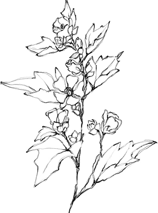 花朵矢量图免扣