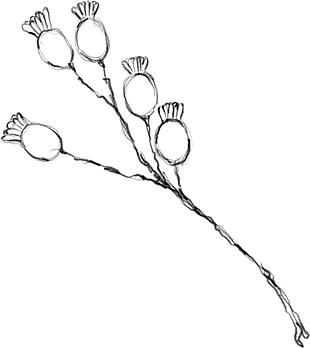 花朵矢量图免扣