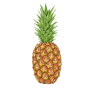 手绘 水果 卡通元素 菠萝