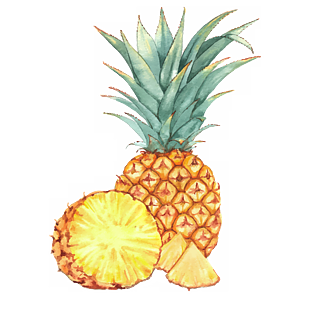 手绘 水果 卡通元素 菠萝