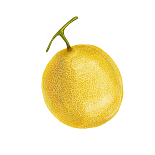 手绘 水果 卡通元素 哈密瓜