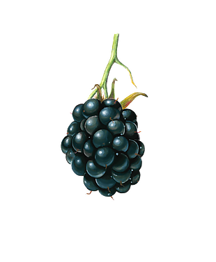 手绘 水果 卡通元素 蓝莓