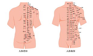 人體腹部及背部經絡穴位圖