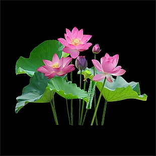 荷花 莲花