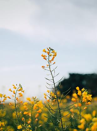 夏天 油菜花 花园