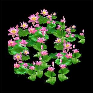 荷花 莲花