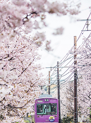 自然花海世界