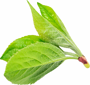 薄荷叶