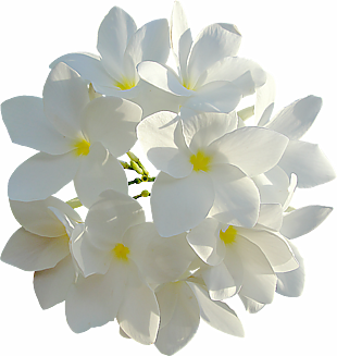 花 元素 个性