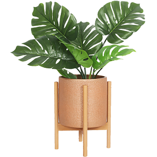 绿植盆栽龟背叶植物