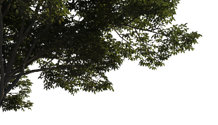 植物 树头 前景树