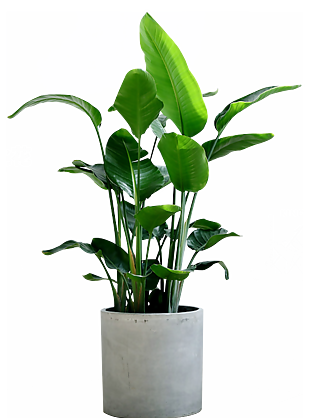 绿色植物