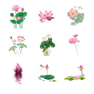 荷花 莲花 元素