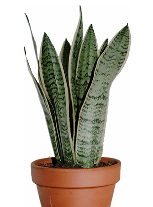 虎皮兰植物盆栽