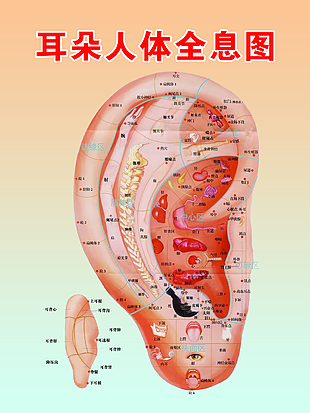 耳朵部位名称图