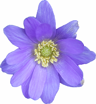 紫色花朵免抠素材下载