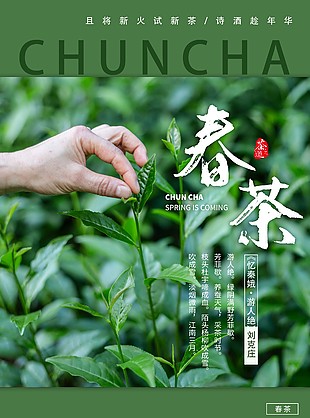 春茶宣传摄影图海报素材下载