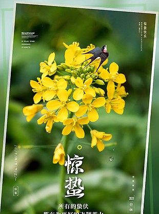 油菜花摄影图背景惊蛰节气海报下载