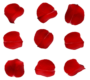 红玫瑰花瓣素材