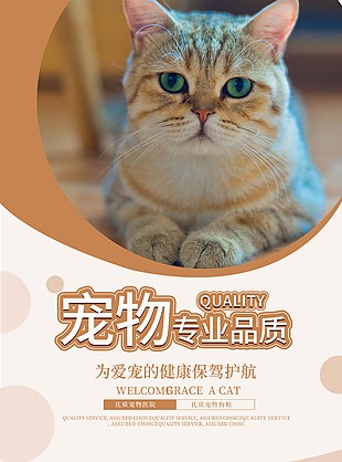 猫咪摄影图宠物店宣传海报设计