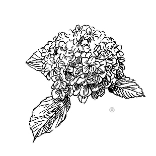 手绘八仙花植物花卉矢量图大全